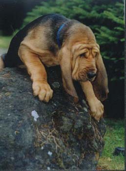 Pup on a Rock